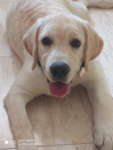 Perro labrador acostado en el suelo con la lengua afuera