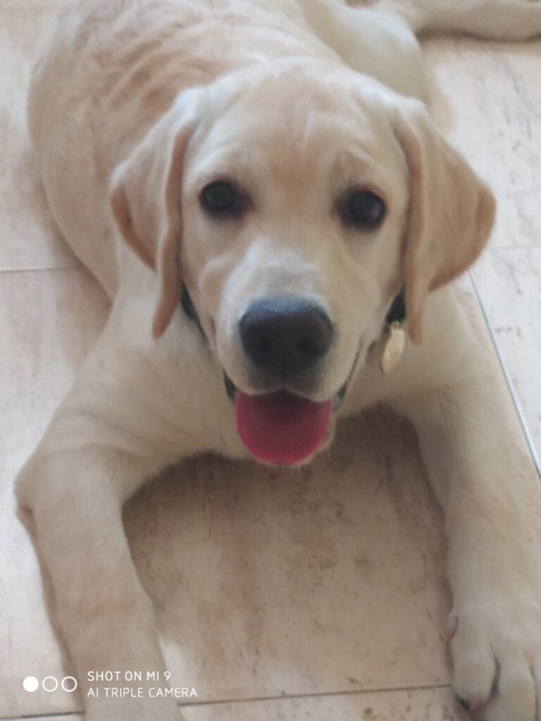Perro labrador acostado en el suelo con la lengua afuera