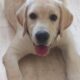 Perro labrador acostado en el suelo con la lengua afuera