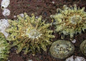 Close-up of greenish-yellow star-shaped corals with radiating arms on a dark rock surface under the sea.