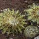 Close-up of greenish-yellow star-shaped corals with radiating arms on a dark rock surface under the sea.