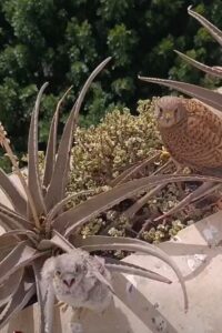 Cernícalo adulto y polluelo en un balcón con plantas