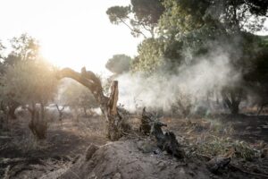 Paisaje afectado por incendios forestales en Madrid con humo y árboles dañados