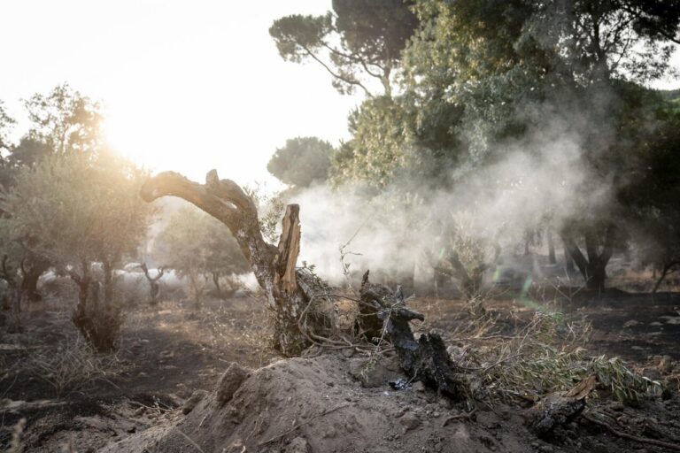 Paisaje afectado por incendios forestales en Madrid con humo y árboles dañados