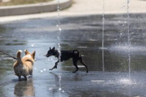 Dos perros jugando en un parque con chorros de agua