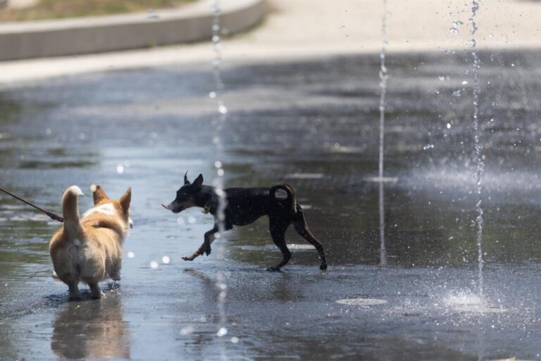 Dos perros jugando en un parque con chorros de agua
