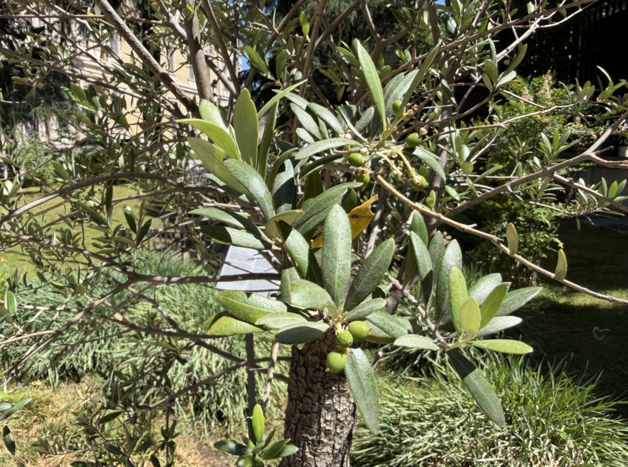Árbol con hojas verdes y frutos en una exposición de Materia Viva