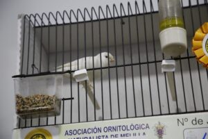 Canario blanco en jaula de la Agrupación Ornitológica Cultural de Canaricultura Melillense