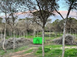 Pinos en Melilla con un contenedor verde en el centro del bosque