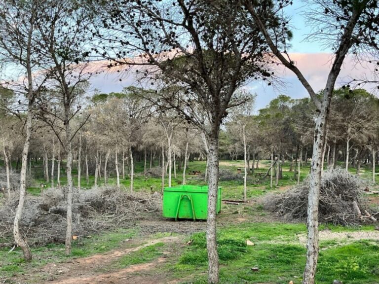 Pinos en Melilla con un contenedor verde en el centro del bosque