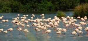 Flamencos en la laguna durante un eclipse solar