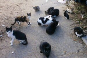 Grupo de gatos en una colonia felina alimentándose en la calle