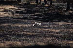 Terreno quemado por incendios forestales en España