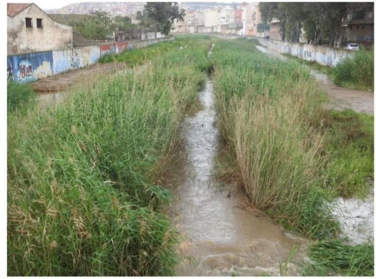 Vista del Río de Oro con vegetación densa y agua en el cauce