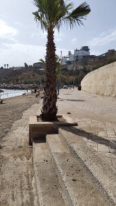 Palm tree in a stone planter along a seaside promenade with steps leading to the beach; blue sky above.