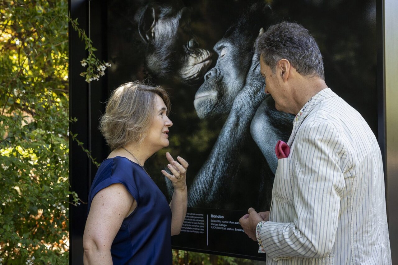 Exposición de Tim Flach en el Retiro - MelillaHoy Dos personas conversando frente a una fotografía de bonobos en una exposición.