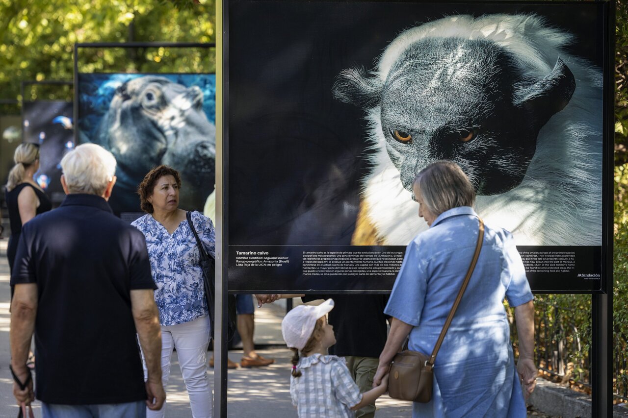 Exposición de Tim Flach en el Retiro - MelillaHoy Visitantes observando fotografías de animales en la exposición de Tim Flach
