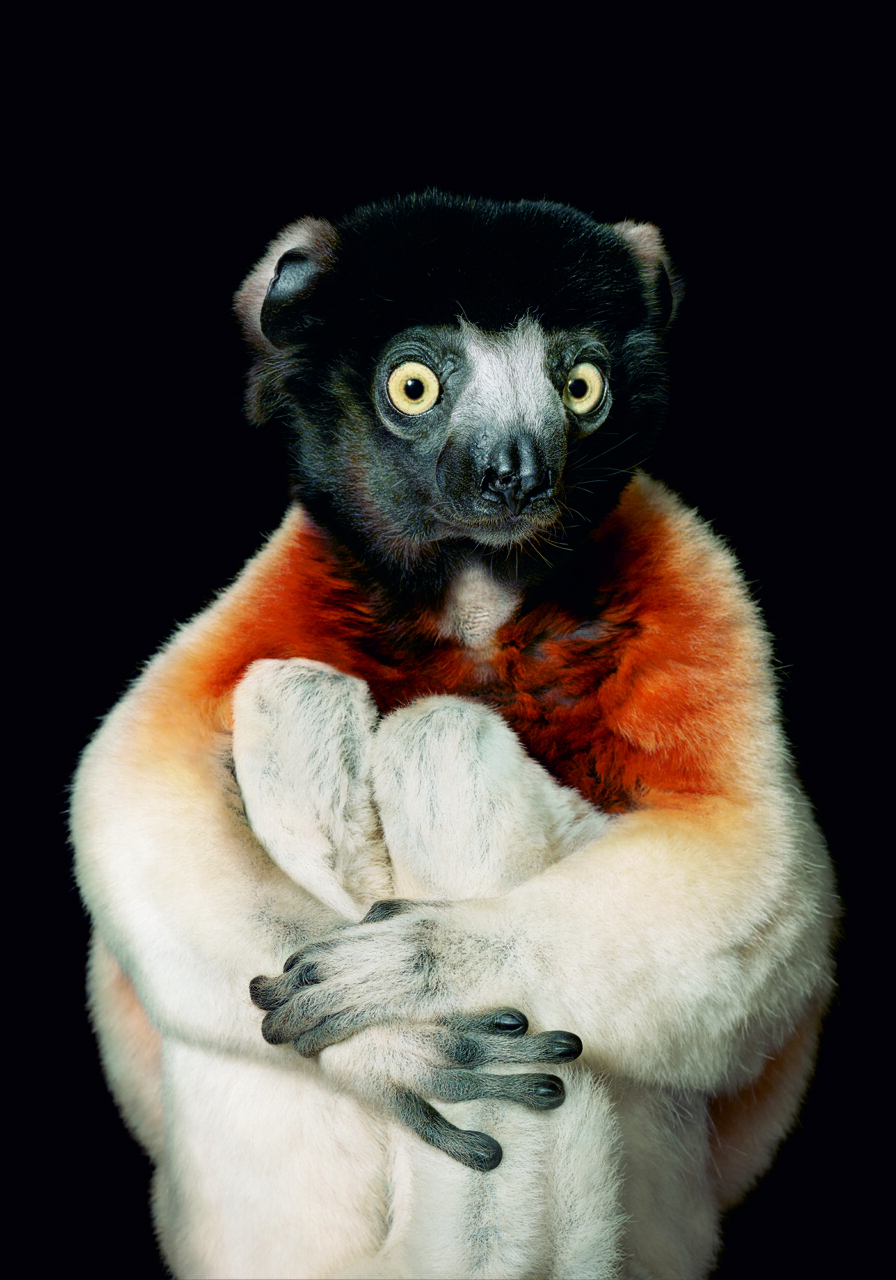 Exposición de Tim Flach en Madrid - MelillaHoy Retrato de un lémur con pelaje blanco y negro