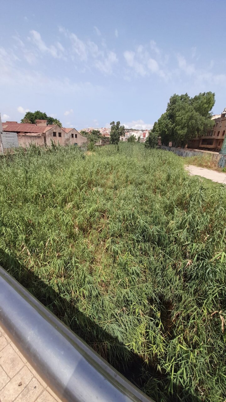 Vista del Río de Oro con vegetación densa y edificios al fondo