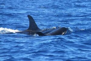 Orcas nadando en el océano, mostrando su aleta dorsal.