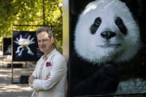 Fotografía de Tim Flach junto a una imagen de un panda en una exposición.