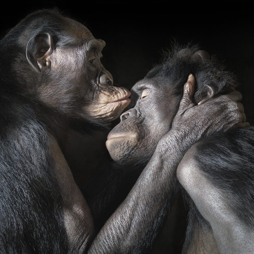 Dos bonobos besándose en una imagen artística