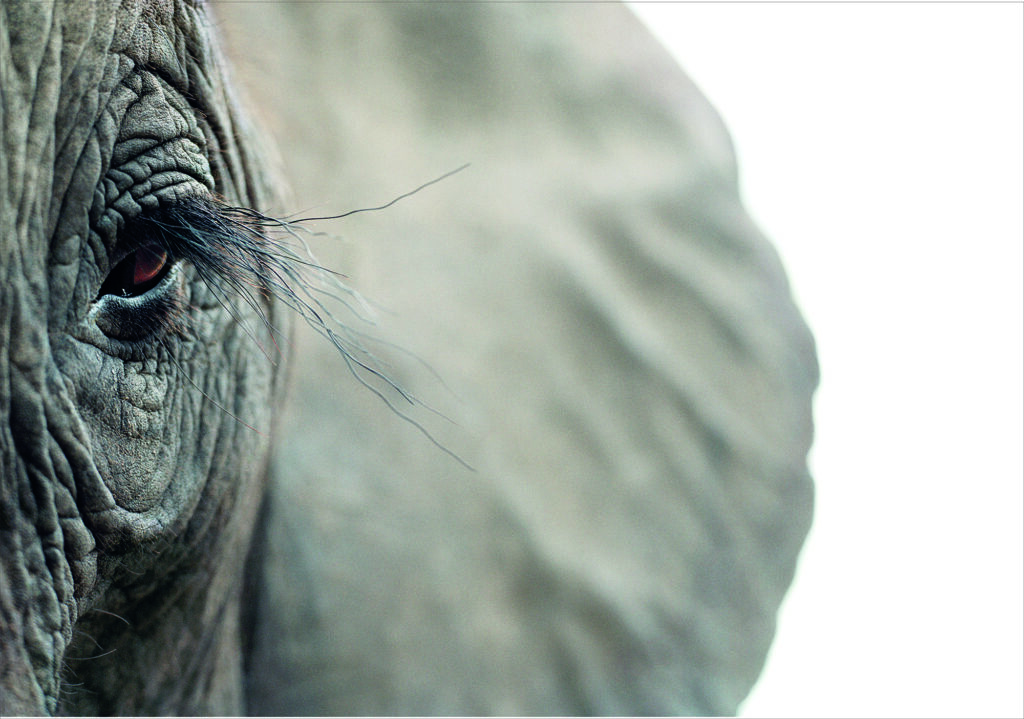 Primer plano del ojo de un elefante africano en la exposición de Tim Flach.