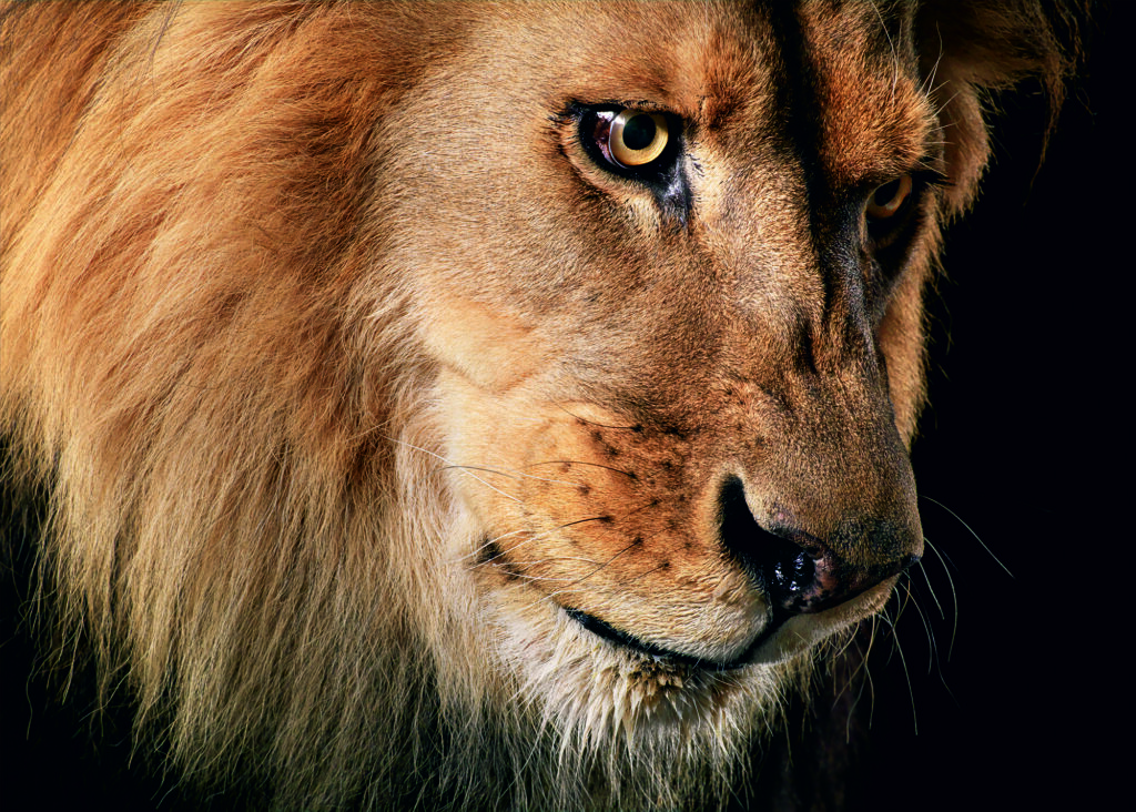 Primer plano de un león con melena dorada y ojos intensos