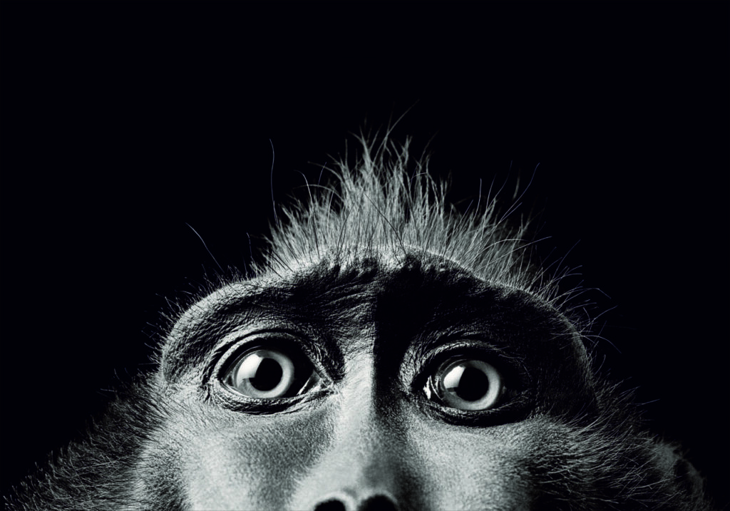 Primer plano de la cara de un mono en blanco y negro