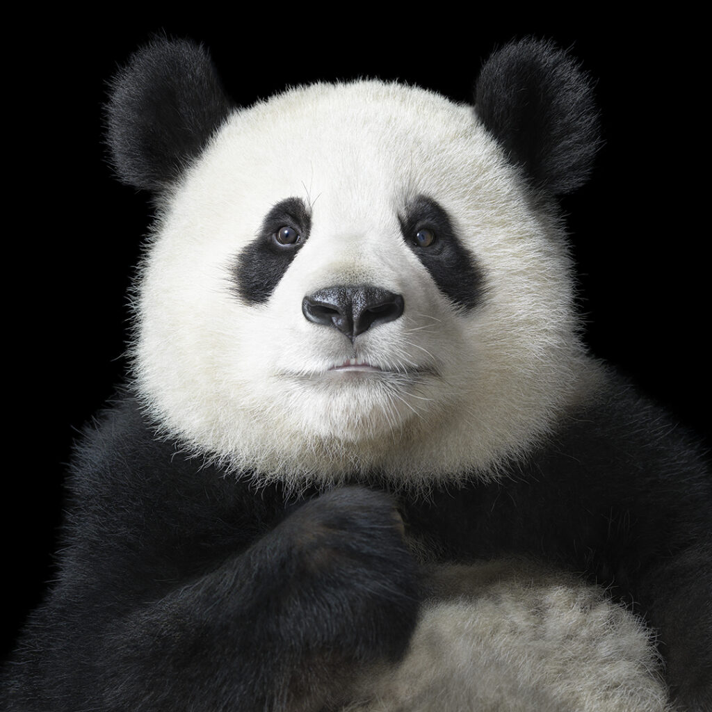 Retrato de un panda con expresión serena y fondo negro