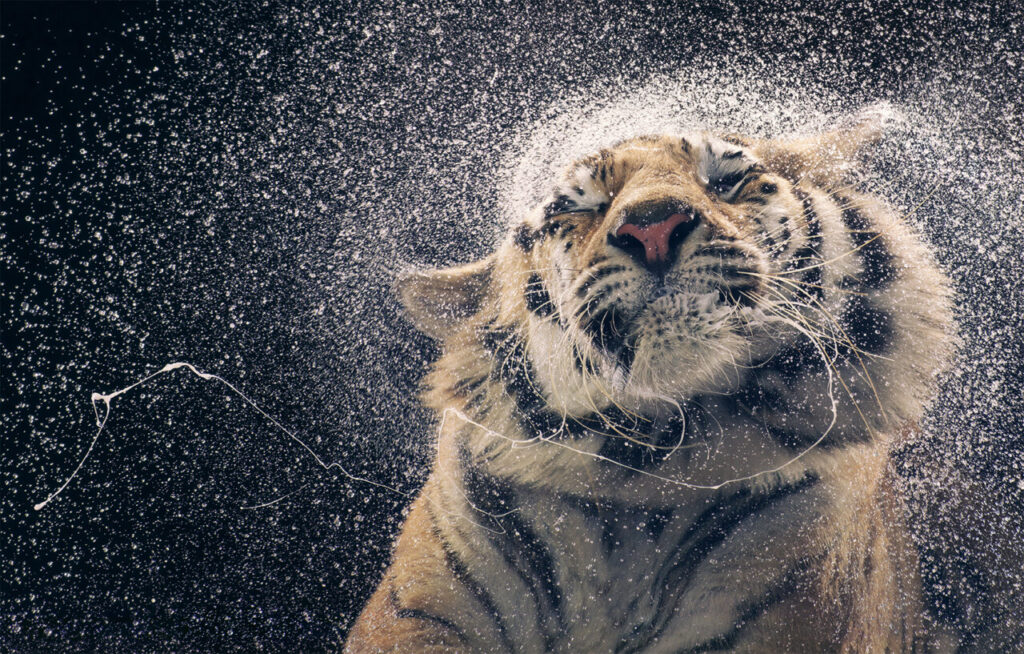 Tigre de Bengala sacudiéndose en una exposición de fotografía