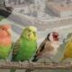 Cuatro aves de distintos colores posadas en una rama frente a un fondo urbano