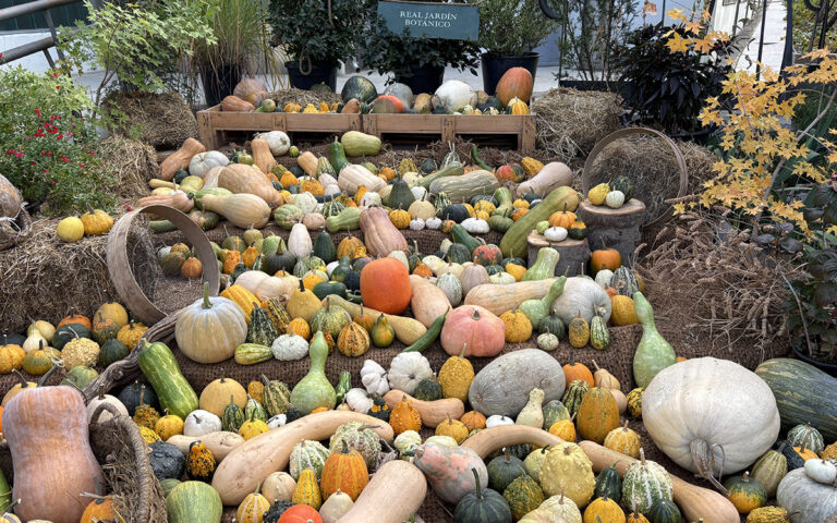 Numerosas calabazas de distintos tamaños y colores expuestas sobre paja en el Real Jardín Botánico.